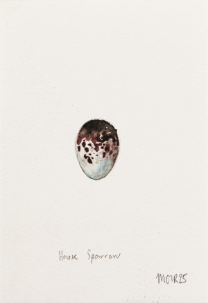 House Sparrow Egg