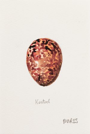 Kestrel Egg