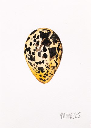 Lapwing Egg