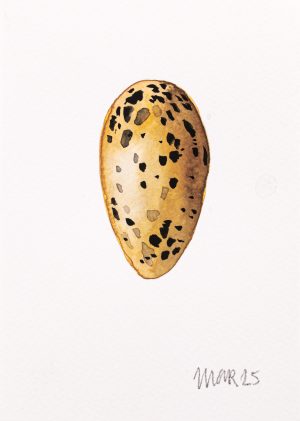 Red Throated Diver Egg