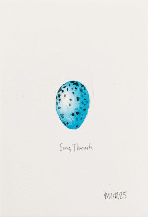 Song Thrush Egg