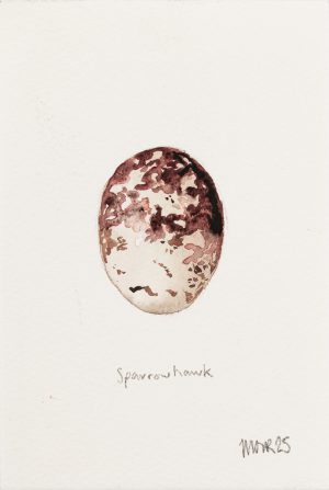 Sparrow Hawk Egg