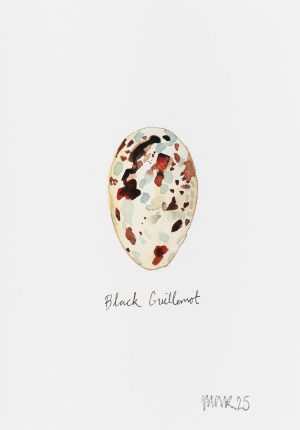 Black Guillemont Egg