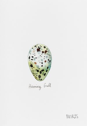 Herring Gull Egg