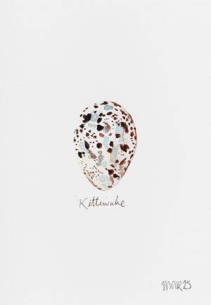 Kittiwake Egg