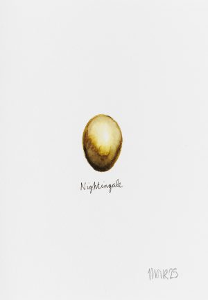 Nightingale Egg