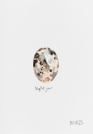 Nightjar Egg