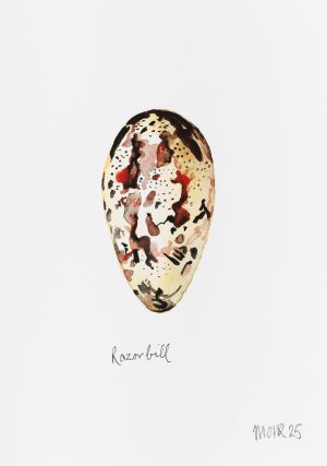 Razorbill Egg