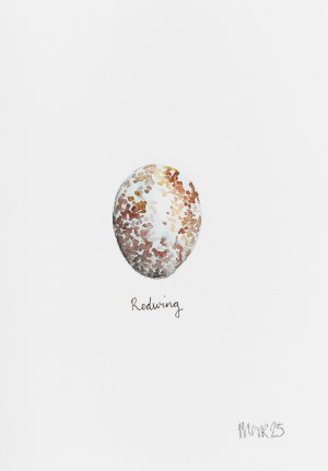 Redwing Egg