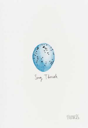 Song Thrush Egg