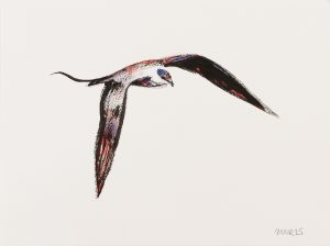 Long-tailed Skua