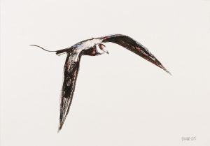 Long-tailed Skua 2