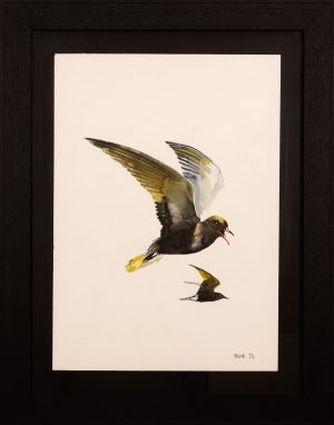 Black Terns