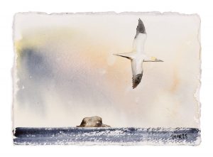 Bass Rock Gannet 2
