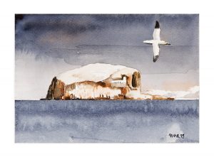 Bass Rock Gannet 3