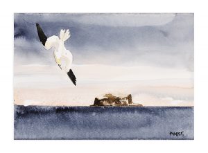 Bass Rock Gannet