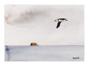 Bass Rock Puffin