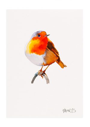 Robin 1