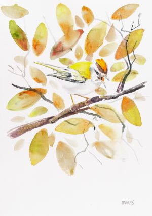 Firecrest