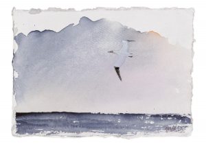 Gannet 1