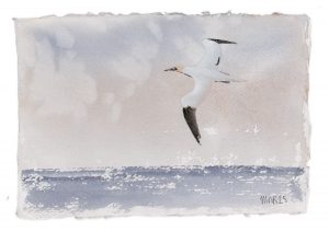 Gannet 2
