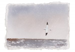 Gannet 3