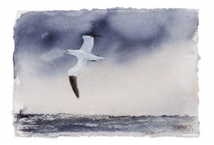 Gannet 4