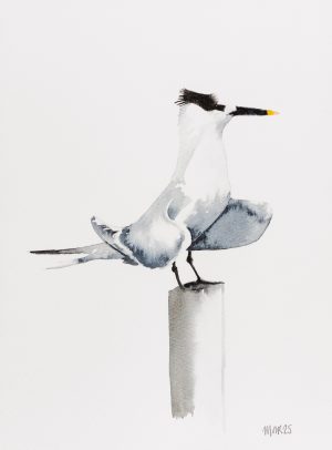 Sandwich Tern