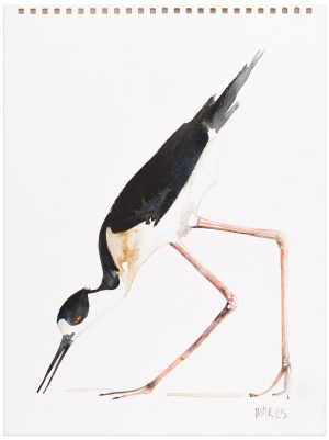 Black Winged Stilt