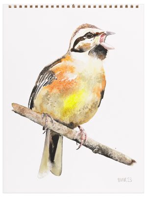 Cirl Bunting