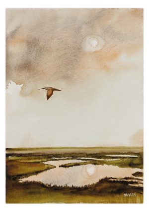 Curlew over marsh 4