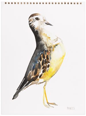 Dotterel