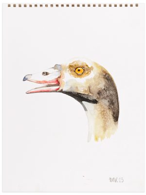 Egyptian Goose