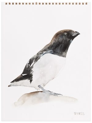 Little Auk