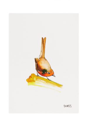Robin 3