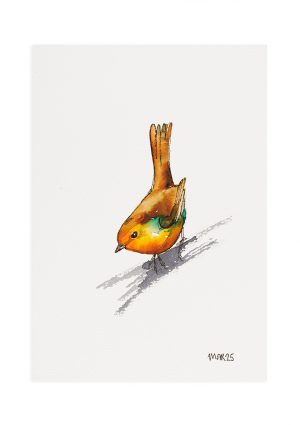 Robin 5