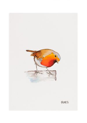 Robin 6