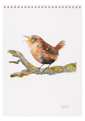 Wren on branch