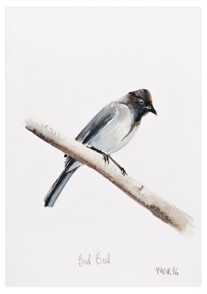 Bulbul