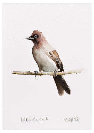 Bulbul Marrakech