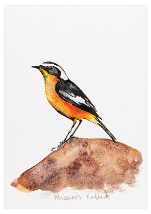 Moussier's redstart