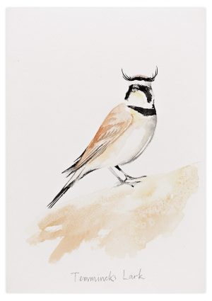 Temmincks's lark