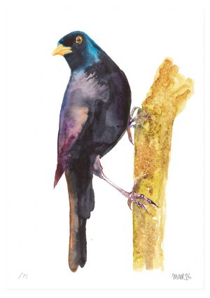 Blackbird