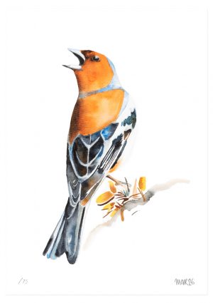 Chaffinch