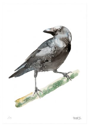 Crow