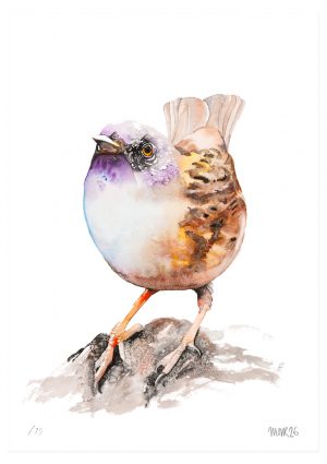 Dunnock