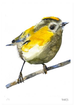 Goldcrest