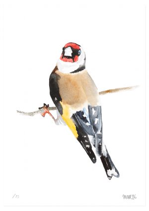 Goldfinch