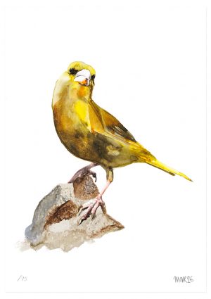Greenfinch