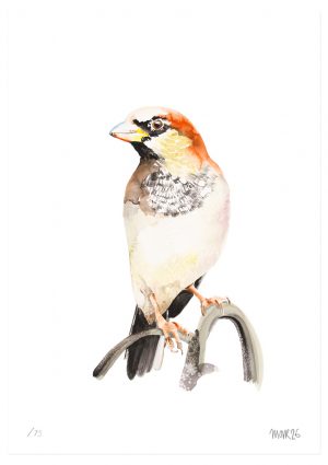 House Sparrow